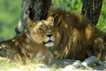 The lion and lioness rest in the shade of a tree Royalty Free Stock Photo