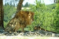 The lion and lioness rest in the shade of a tree Royalty Free Stock Photo