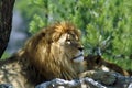 The lion and lioness rest in the shade of a tree Royalty Free Stock Photo