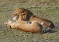 Lion and lioness resting during mating