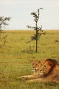 Lion and Lioness Resting at Sunrise Royalty Free Stock Photo