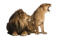 Lion with lioness roaring, next to each other, Panthera leo Royalty Free Stock Photo