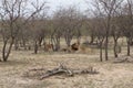 Lion and lioness in the savanna - south africa