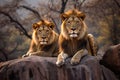 Lion and lioness in the savanna of Zimbabwe, Africa with Generative AI.