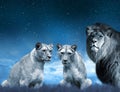 Lion and lioness on the savannah Royalty Free Stock Photo