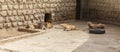 Lion and Lioness sleep after a hearty lunch at the zoo