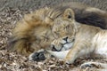 Lion and Lioness sleeping