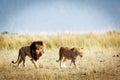 Lion and Lioness Walking Throgh Kenya Royalty Free Stock Photo