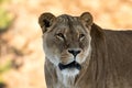 Female lion, Panthera leo, lionesse portrait, looking slightly to the right. Soft, sunlit background