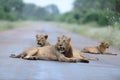 Lion and the lionesses lying on a road surrounded by green fields and trees Royalty Free Stock Photo