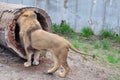 Lion and a log