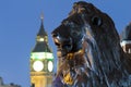 Lion in London's Trafalgar Square with Big Ben in the background