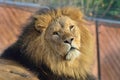 Lion looking back towards camera