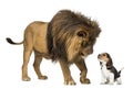 Lion looking at a beagle puppy Royalty Free Stock Photo