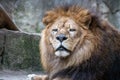 Bored lion looking at camera Royalty Free Stock Photo