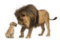 Lion looking at a lion cub Royalty Free Stock Photo