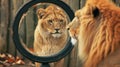 lion looking at round mirror, male lion inside mirror. Lion cub looking the reflection AI Generative Royalty Free Stock Photo