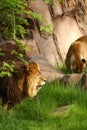 Lion lookout Royalty Free Stock Photo