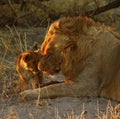 Lion Love with Big Brother