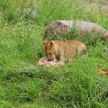 Lion lunch Royalty Free Stock Photo