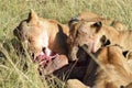 Lion lunch Royalty Free Stock Photo