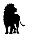 Lion with lush mane. African savanna predator. Silhouette picture. Dangerous animal in natural conditions. Isolated on