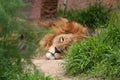 Lion lying