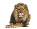 Lion lying down, facing, Panthera Leo, 10 years old