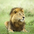 Lion lying down in the grass