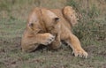 Adorable portrait of shy lion with paw on head in masai mara kenya Royalty Free Stock Photo