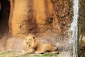 Lion lying down next to waterfall Royalty Free Stock Photo