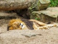 Lion is lying down on sand in front of rocks and tree body, lion sleeping on sandy ground in a zoo Royalty Free Stock Photo