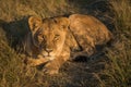 Lion lying in golden light facing camera Royalty Free Stock Photo
