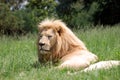 Lion lying on grass Royalty Free Stock Photo