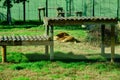 A lion lying on the green grass Royalty Free Stock Photo