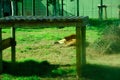 A lion lying on the green grass Royalty Free Stock Photo