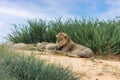 Lion Lying in Kalahari desert, South Africa wildlife