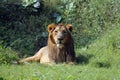 Lion Royalty Free Stock Photo