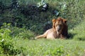 Lion Royalty Free Stock Photo