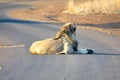 Lion on a paved road Royalty Free Stock Photo