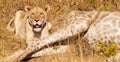 Lion lying next to a killed giraffe