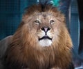 Lion lying proud king of animals Royalty Free Stock Photo