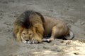 Lion lying on the sand