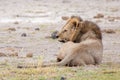 Lion is lying in the savannah, safari in Kenya