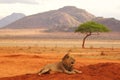 Lion lying in Tsavo National Park Africa best photo