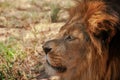 A lion lying and waiting patiently Royalty Free Stock Photo