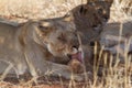 Lion, Madikwe Game Reserve