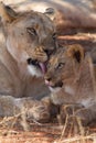 Lion, Madikwe Game Reserve