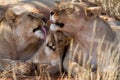Lion, Madikwe Game Reserve