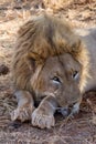 Lion, Madikwe Game Reserve